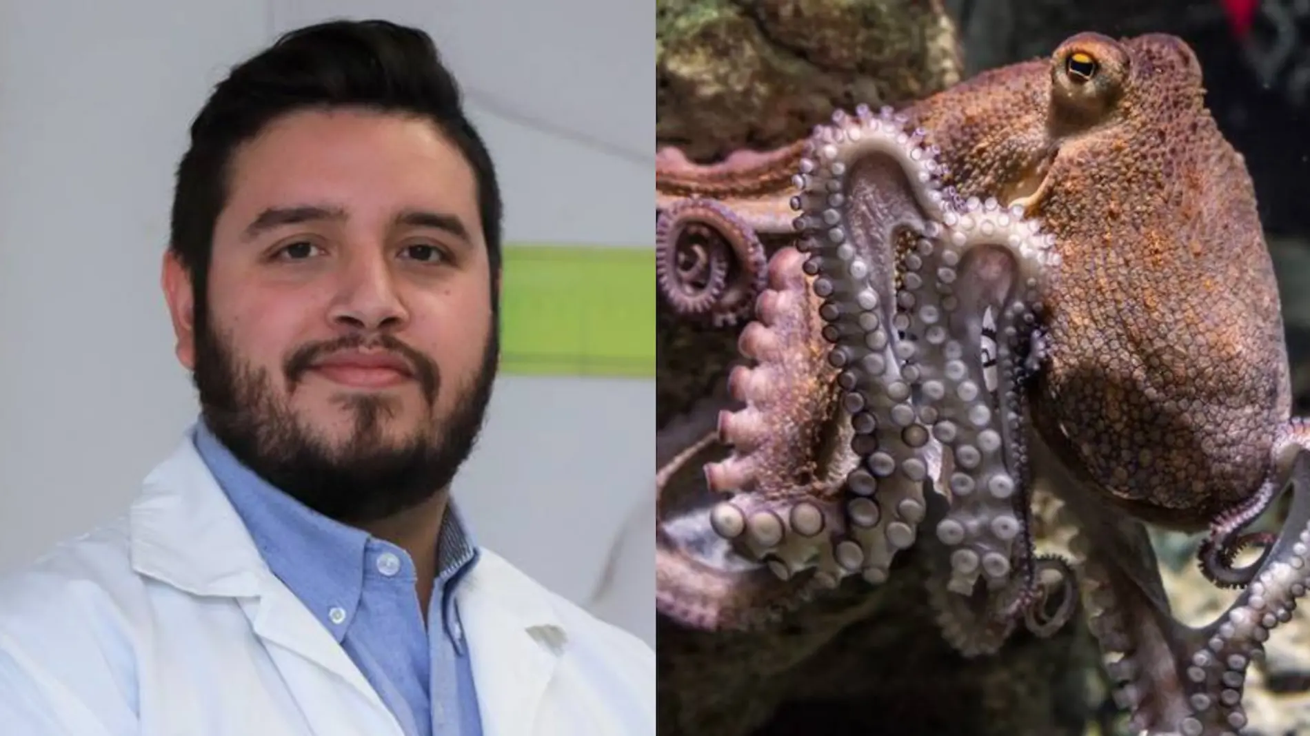 Mexicano podría tener la cura contra el cáncer gracias a un pulpo